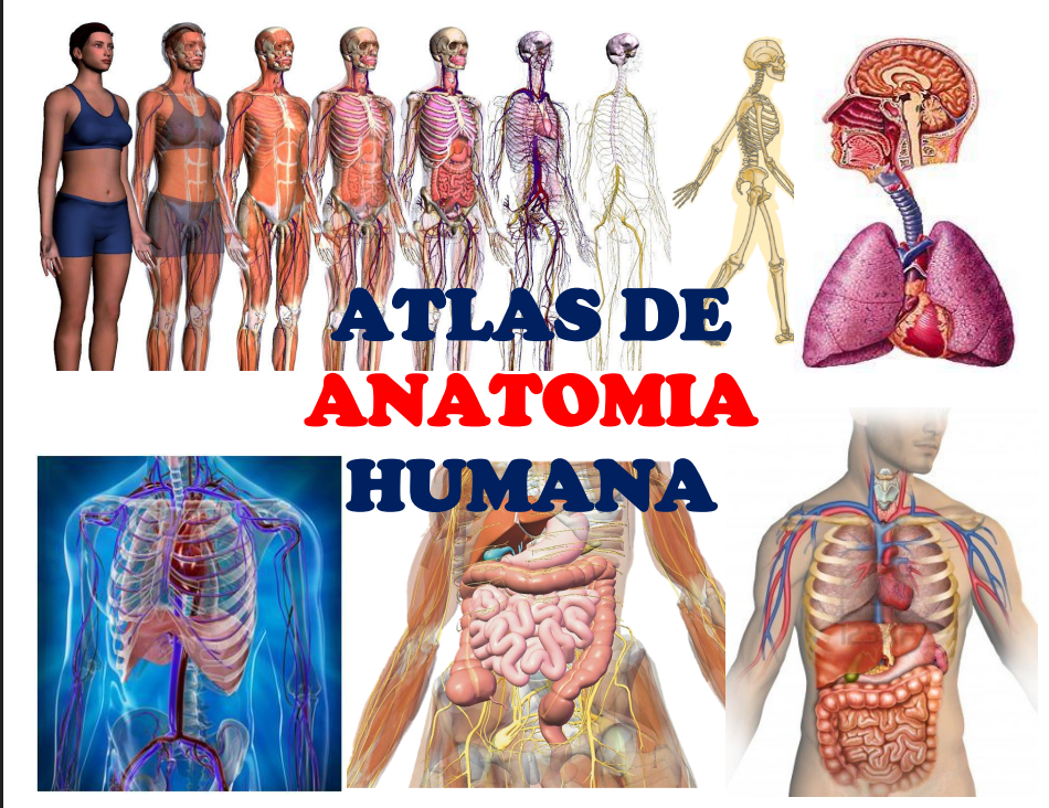 Portada de ATLAS DE ANATOMIA HUMANA 